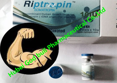 China Riptropin Human Growth Hormone Hgh Bodybuilding 100iu / Kit Safe Delivery supplier