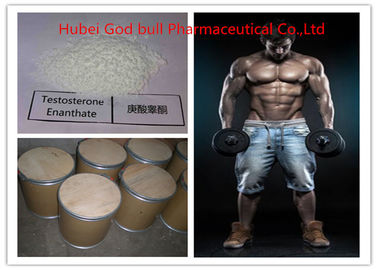 China 315-37-7 Pharmaceutical Testosterone Anabolic Steroid , Legal Testosterone Enanthate Powder supplier