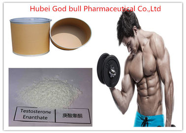 China Muscle Mass Testosterone Anabolic Steroid , CAS 315-37-7 Raw Testosterone Enanthate Steroid supplier