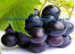Dark Purple Blackcurrant Extract Ribes Nigrum L For Anti Aging CAS 84082-34-8 supplier