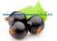 Dark Purple Blackcurrant Extract Ribes Nigrum L For Anti Aging CAS 84082-34-8 supplier