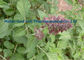 Salvia Miltiorrhiza Danshen Chinese Herb Powder Orange Red 568-72-9 supplier